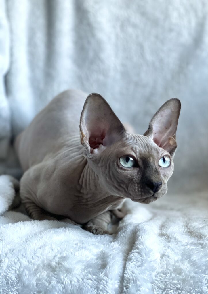 Hairless Cats: Sphynx Kittens for sale